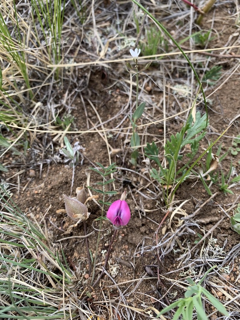Oxytropis leptophylla photo 3