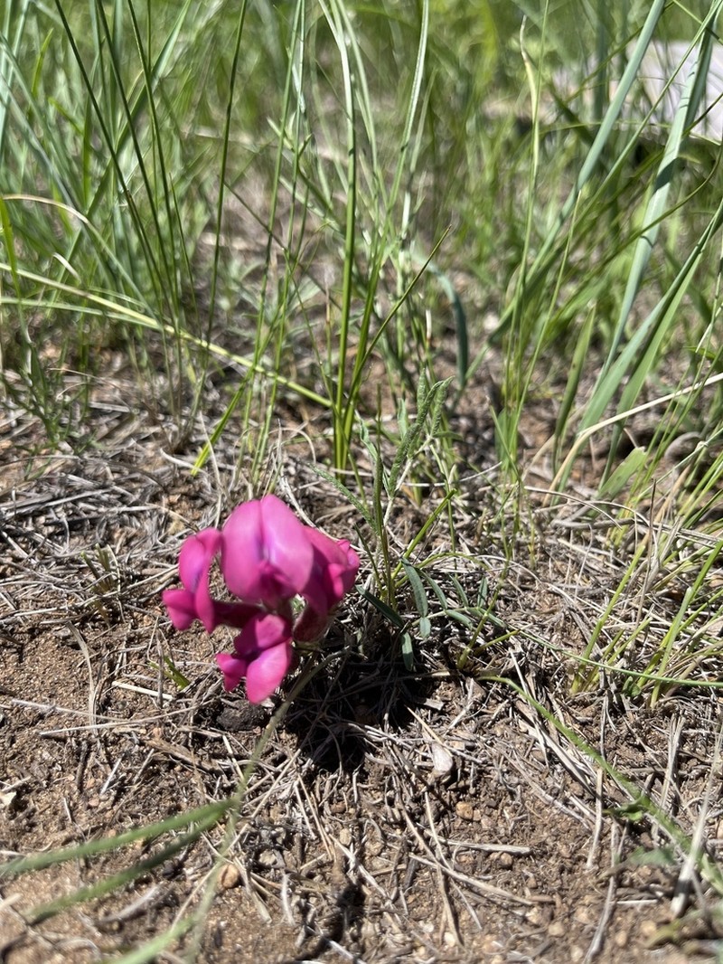 Oxytropis leptophylla photo 4