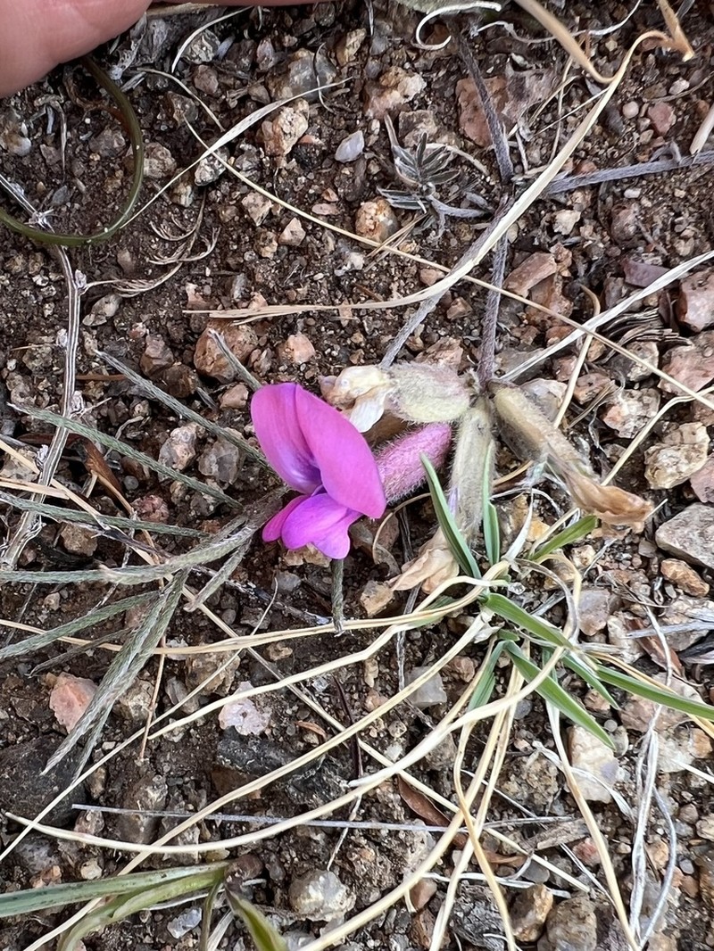 Oxytropis leptophylla photo 5