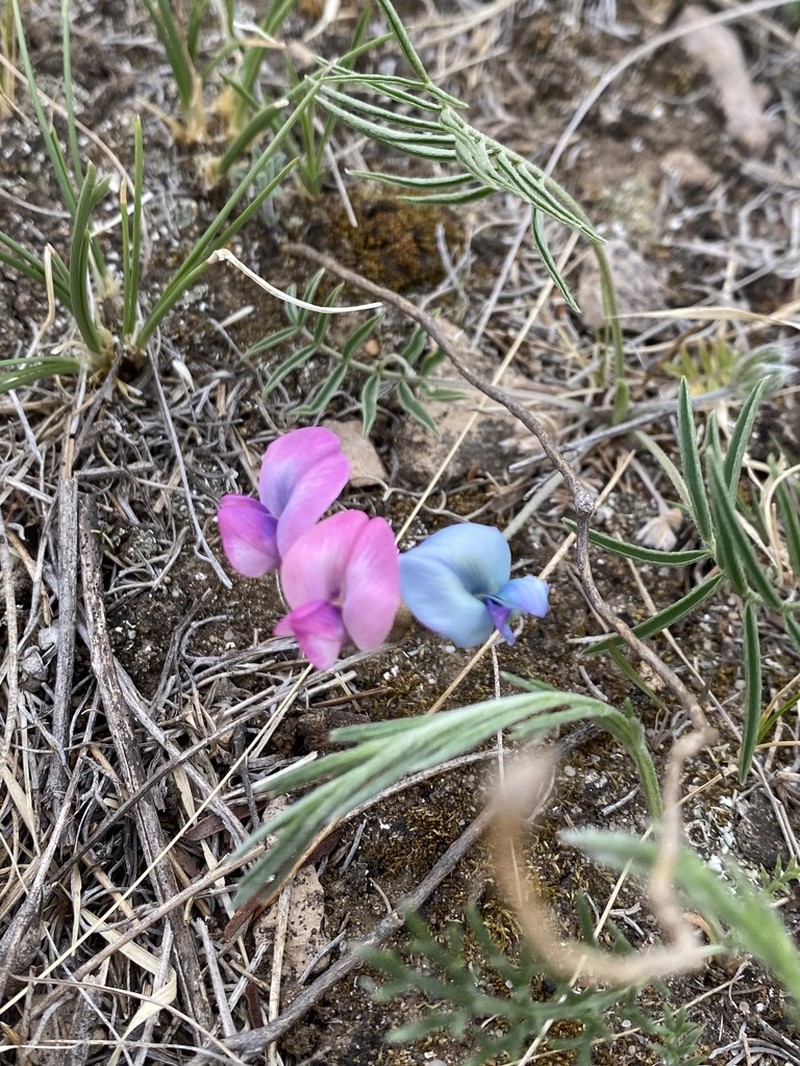 Oxytropis leptophylla photo 6