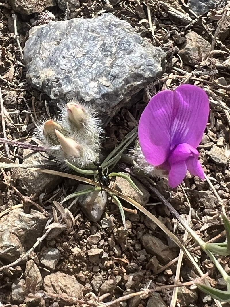 Oxytropis leptophylla photo 7