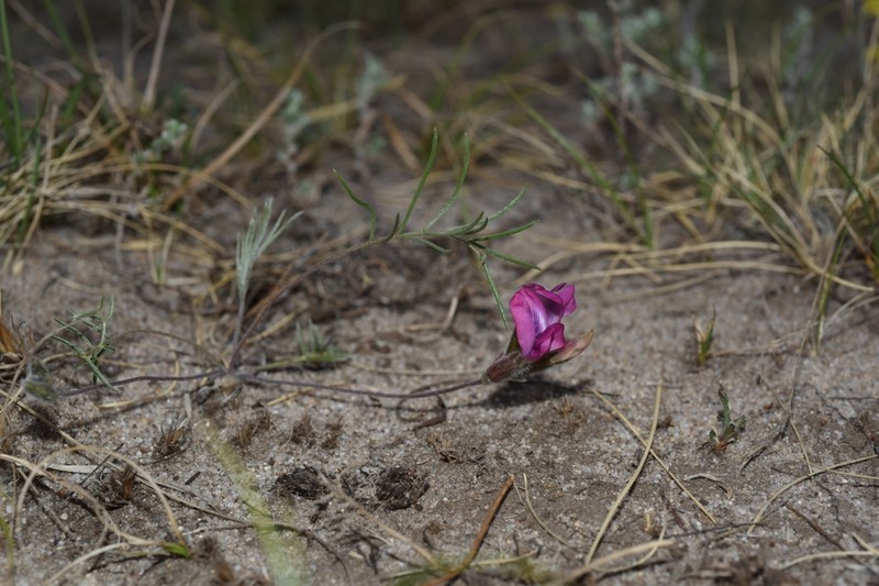 Oxytropis leptophylla photo 8