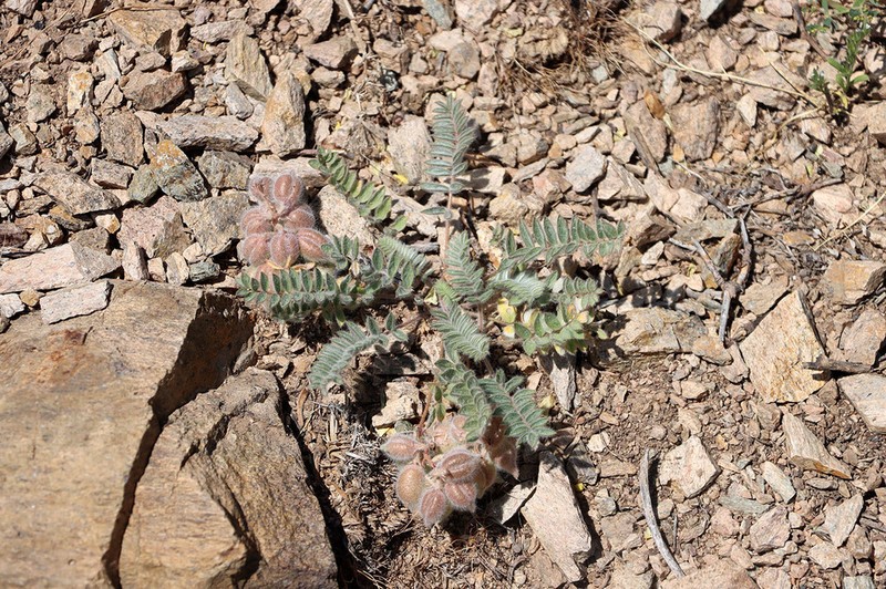 Oxytropis leptophysa photo 2