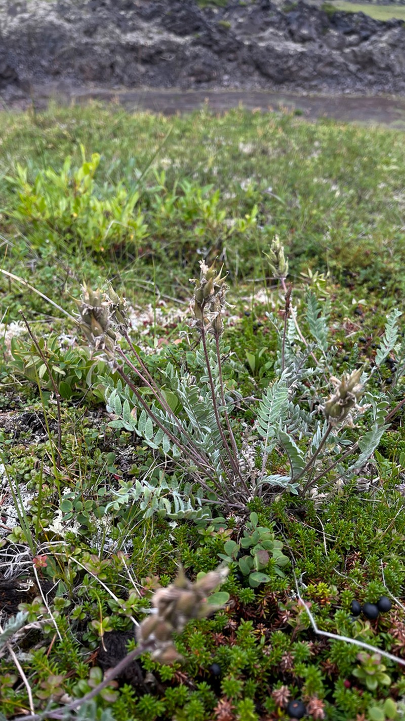 Oxytropis leucantha photo 2