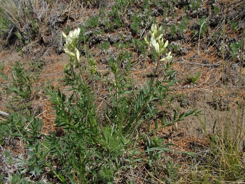 Oxytropis leucantha photo 3