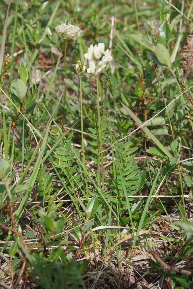 Oxytropis leucantha photo 4