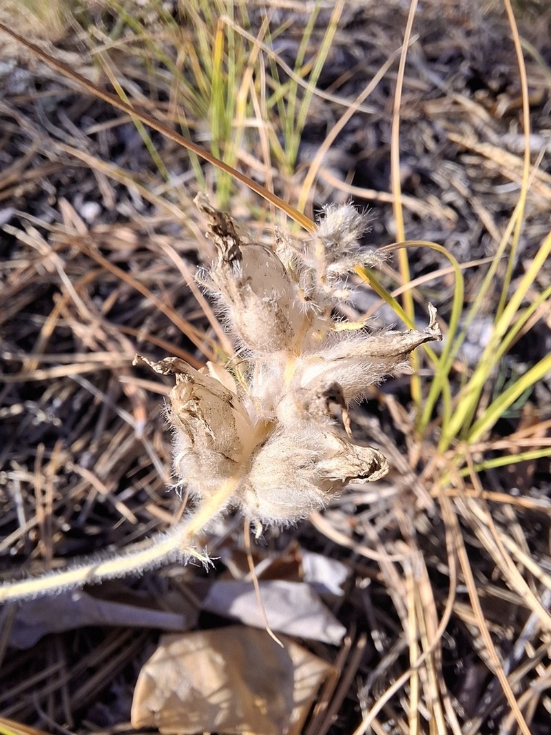 Oxytropis leucantha photo 7