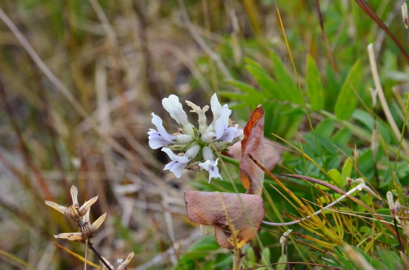 Oxytropis leucantha photo 8