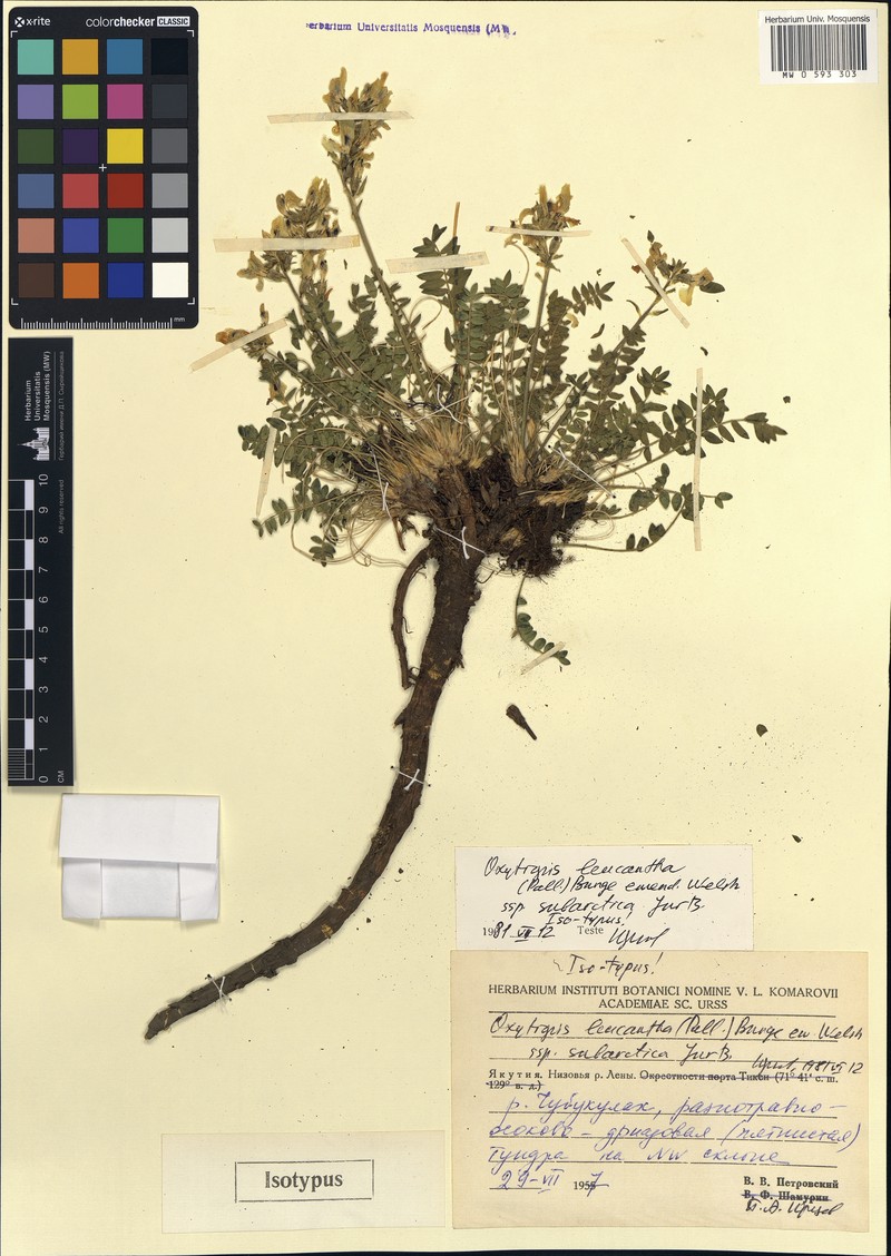 Oxytropis leucantha subsp. subarctica