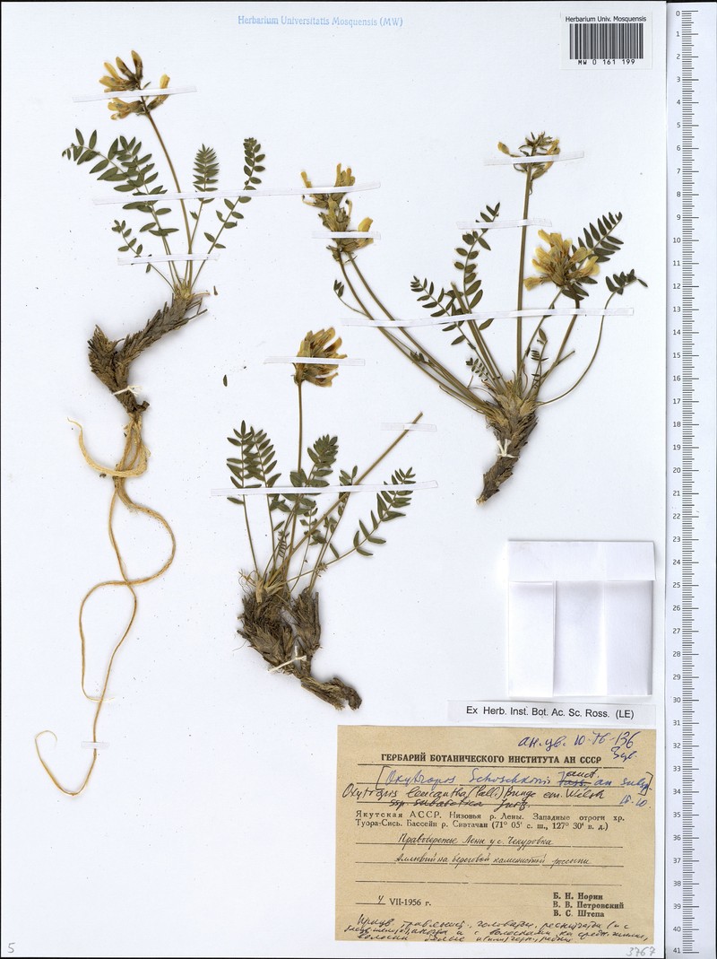 Oxytropis leucantha subsp. subarctica photo 2