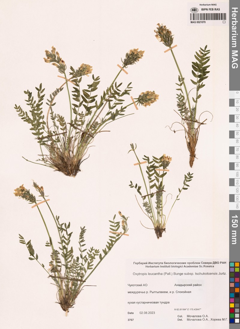 Oxytropis leucantha subsp. tschukotcensis