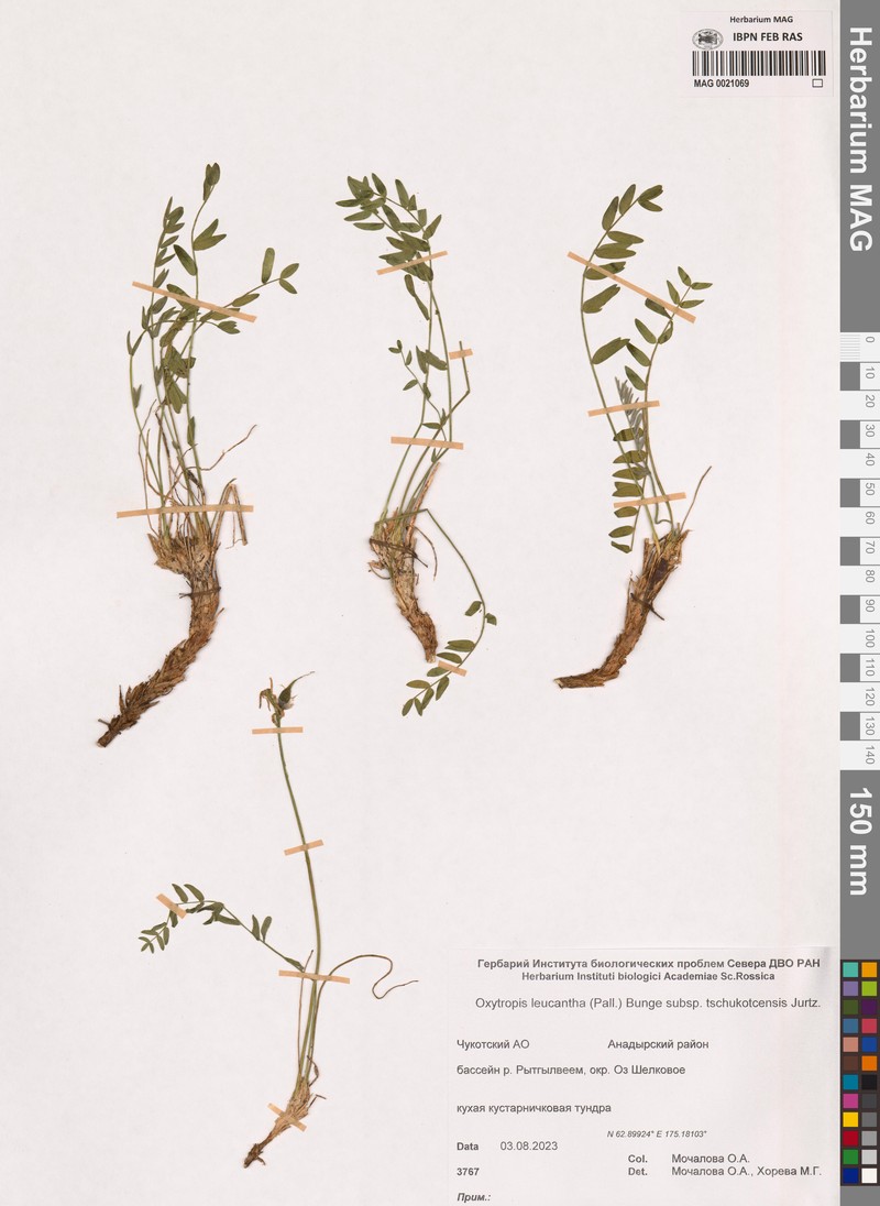 Oxytropis leucantha subsp. tschukotcensis photo 2