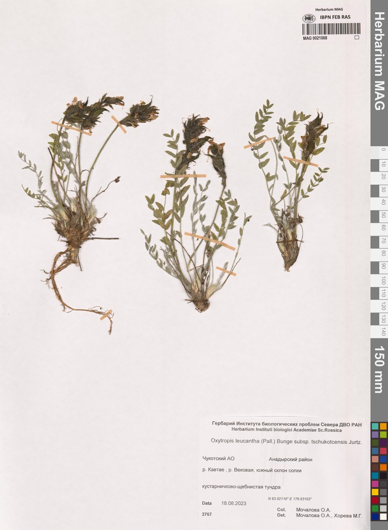 Oxytropis leucantha subsp. tschukotcensis photo 3