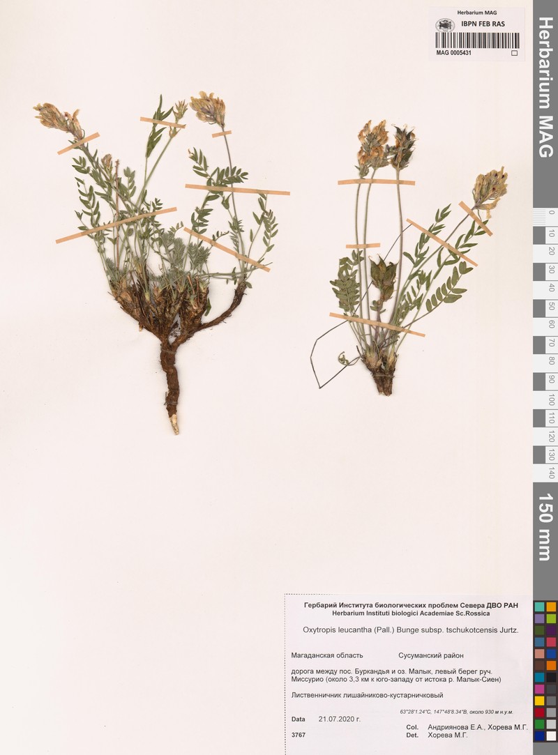Oxytropis leucantha subsp. tschukotcensis photo 4
