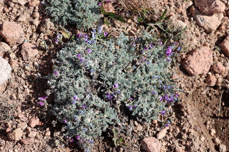 Oxytropis leucocyanea