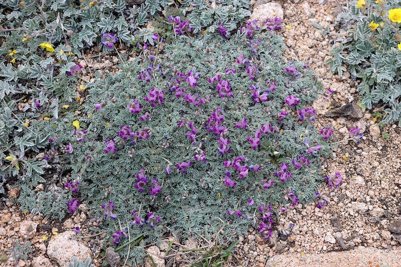 Oxytropis leucocyanea photo 2