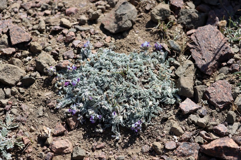 Oxytropis leucocyanea photo 3