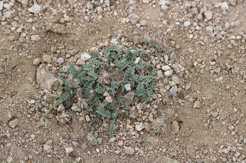 Oxytropis leucocyanea photo 4
