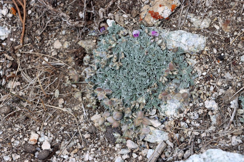 Oxytropis leucocyanea photo 5