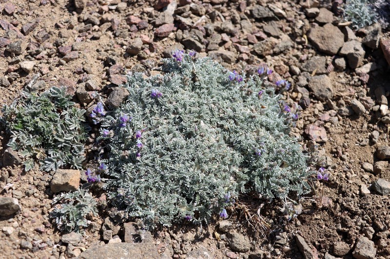 Oxytropis leucocyanea photo 6