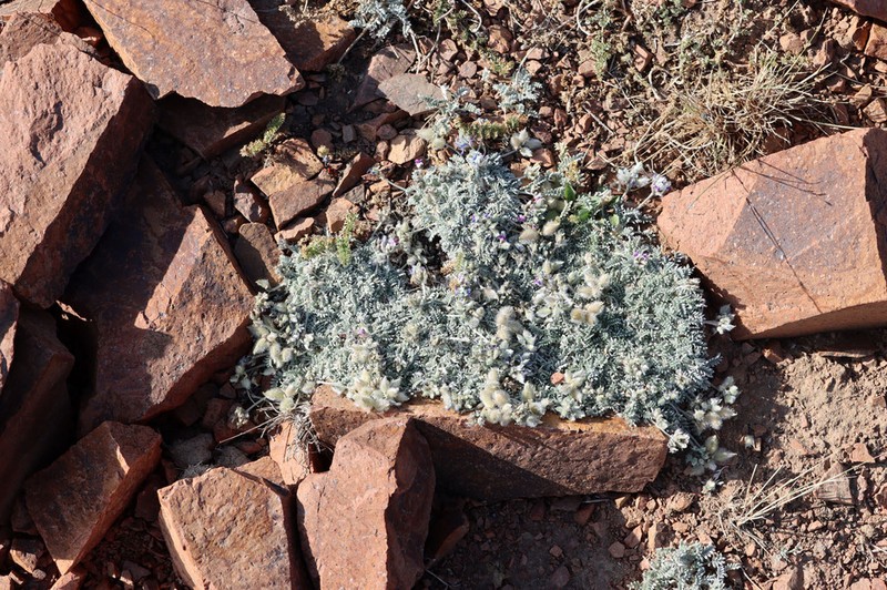 Oxytropis leucocyanea photo 7