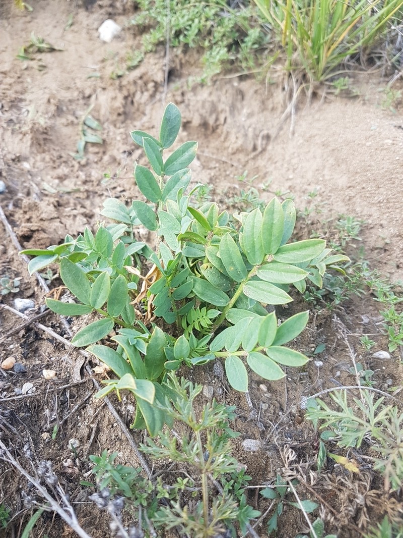 Oxytropis leucotricha