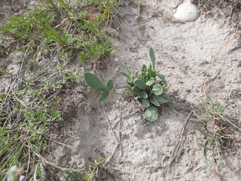 Oxytropis leucotricha photo 2