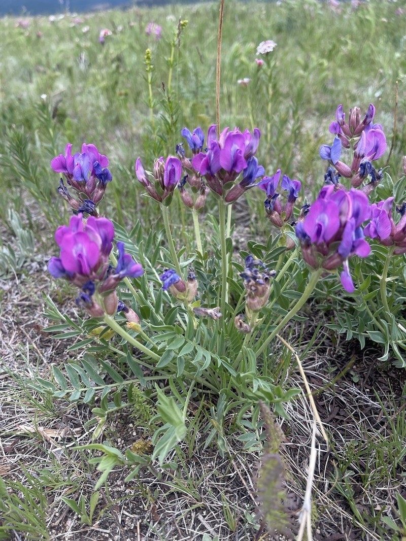 Oxytropis leucotricha photo 3