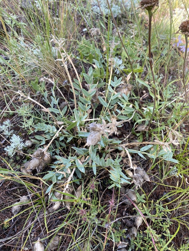 Oxytropis leucotricha photo 5