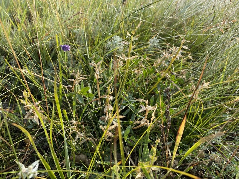 Oxytropis leucotricha photo 6