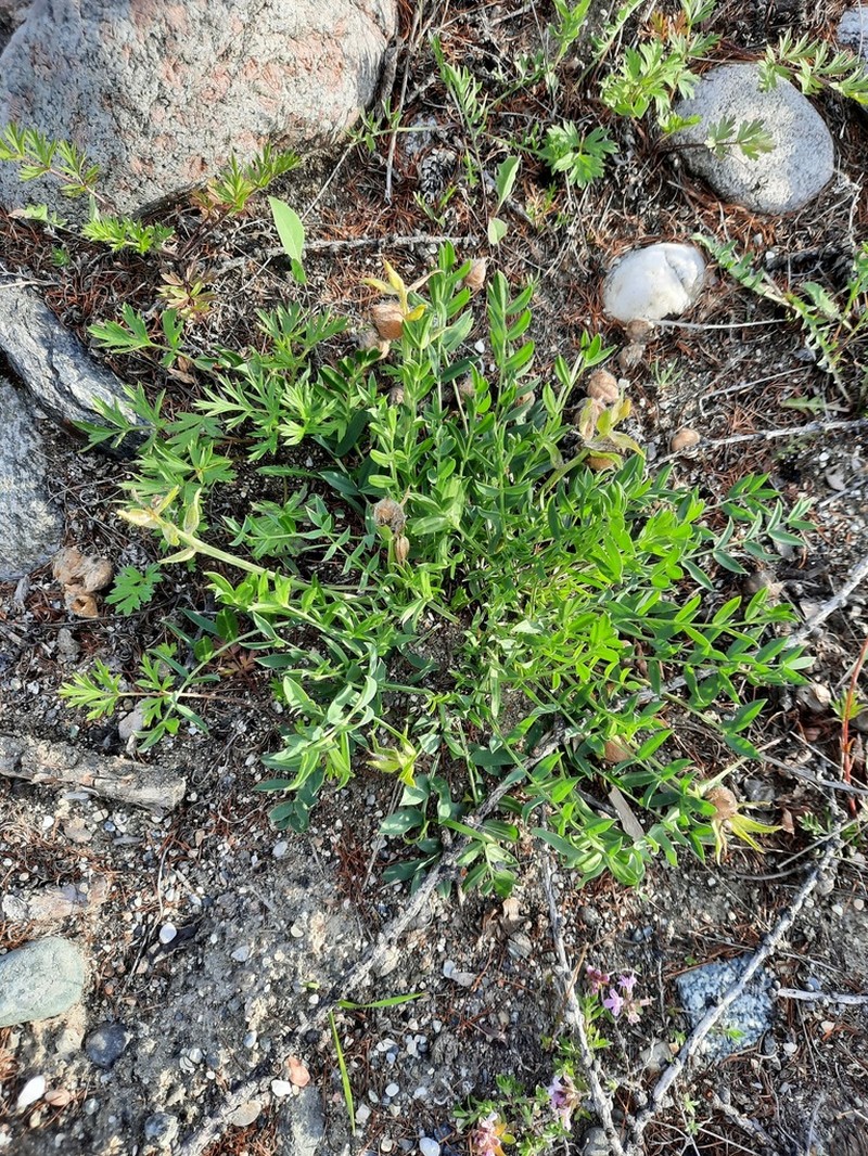 Oxytropis leucotricha photo 7