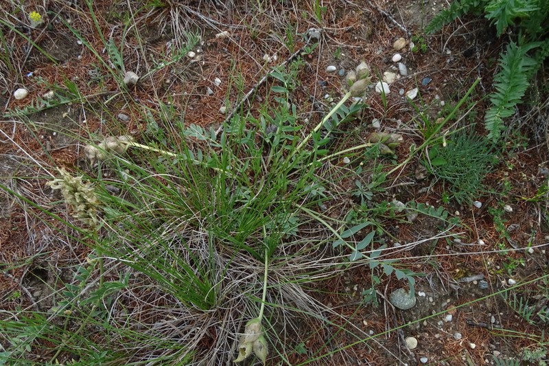 Oxytropis leucotricha photo 8