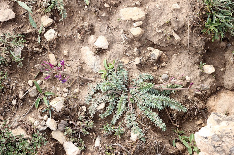 Oxytropis lithophila photo 3