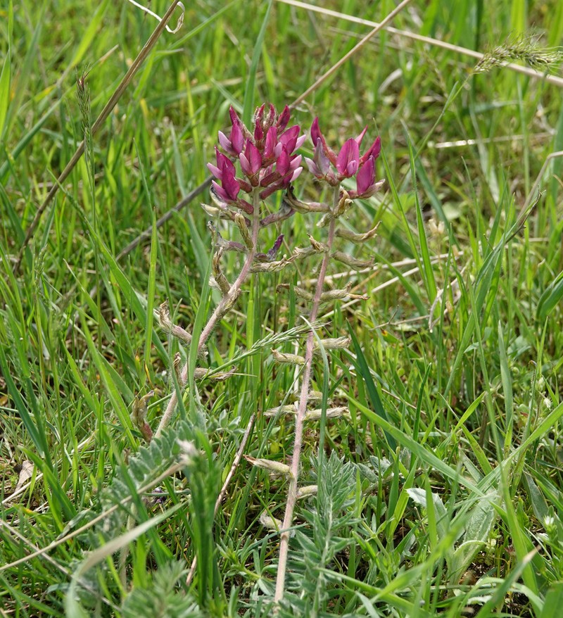 Oxytropis lithophila photo 4