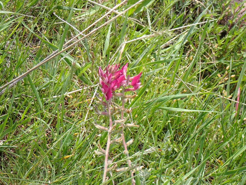 Oxytropis lithophila