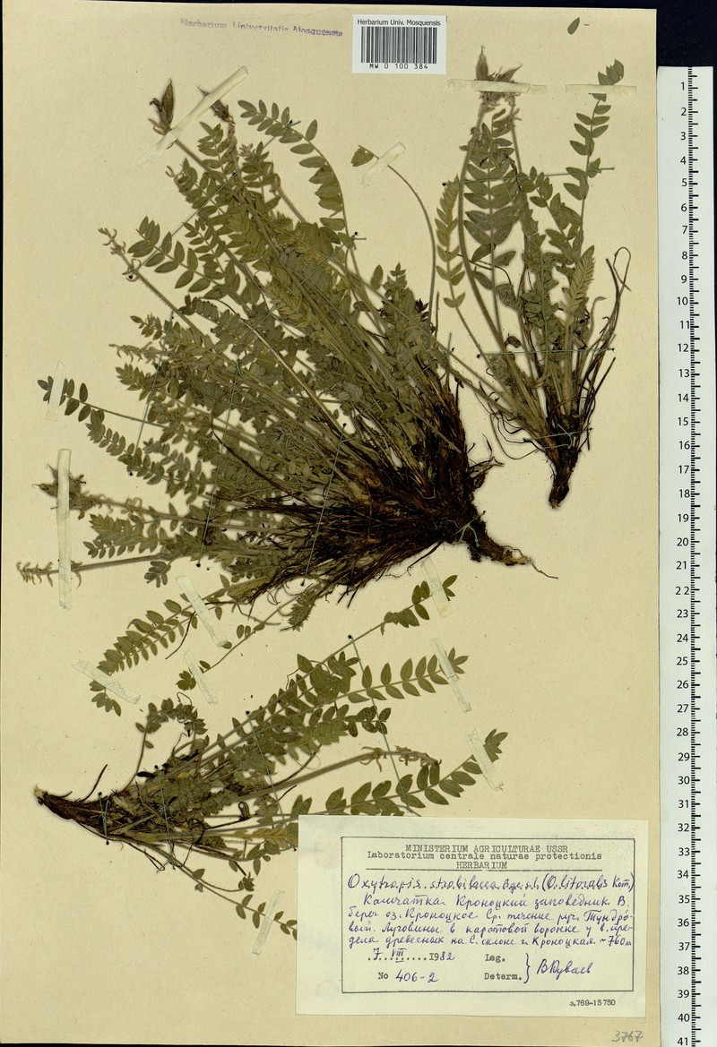 Oxytropis litoralis