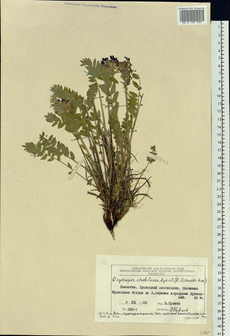 Oxytropis litoralis photo 2
