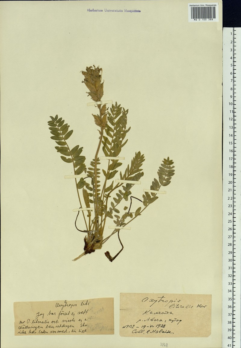 Oxytropis litoralis photo 4
