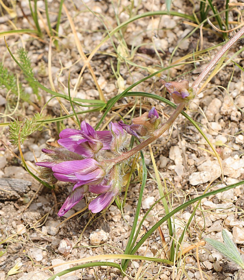 Oxytropis litwinowii