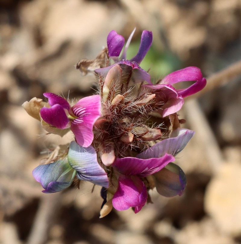 Oxytropis litwinowii photo 2