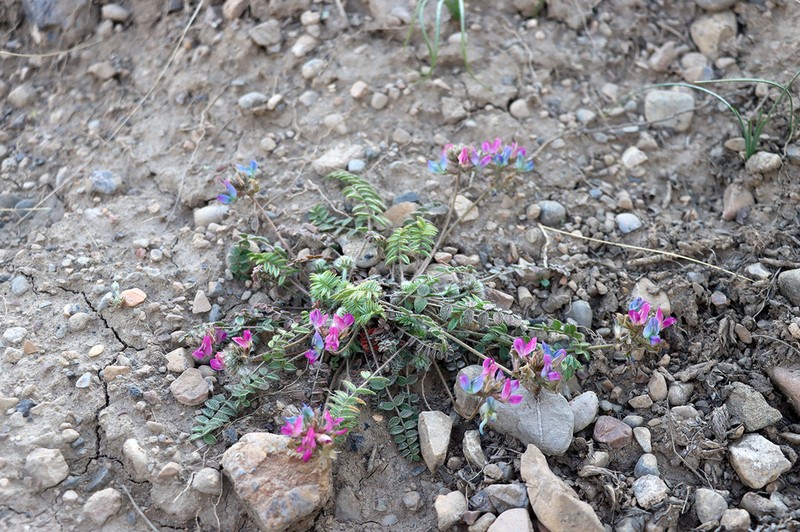 Oxytropis litwinowii photo 3