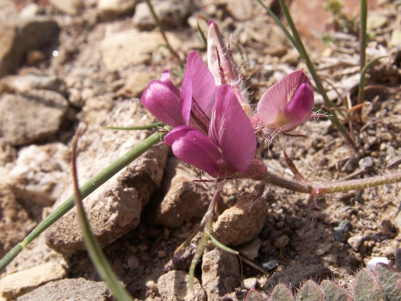 Oxytropis litwinowii photo 4