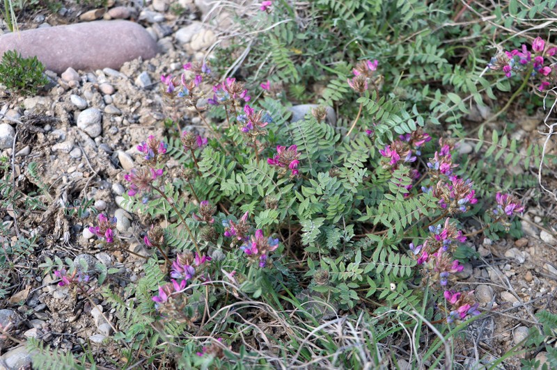 Oxytropis litwinowii photo 5