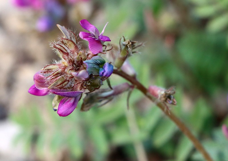 Oxytropis litwinowii photo 6