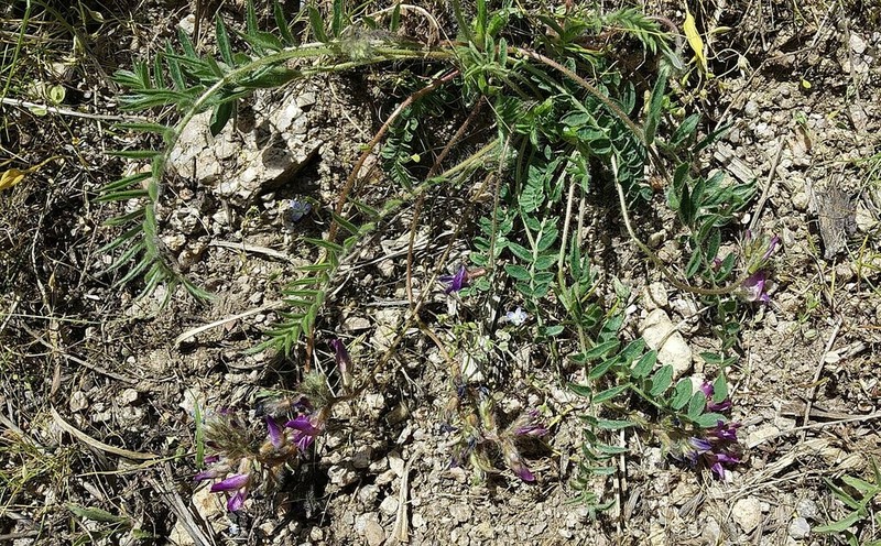 Oxytropis litwinowii photo 7