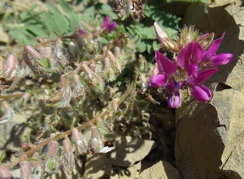 Oxytropis litwinowii photo 8