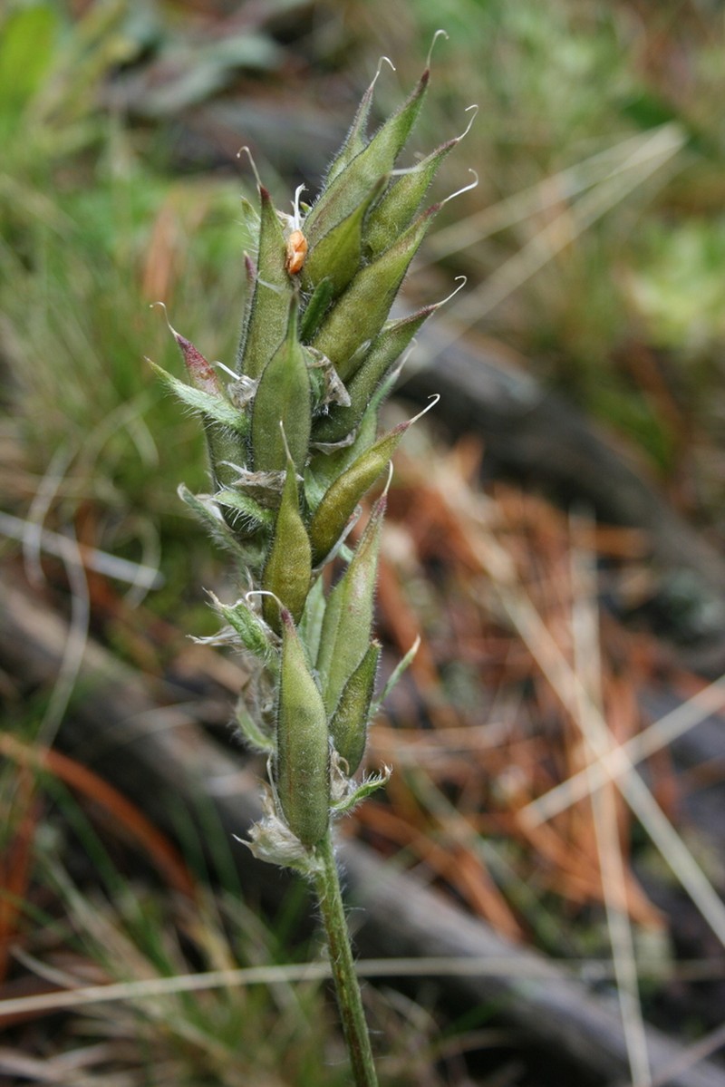 Oxytropis longibracteata