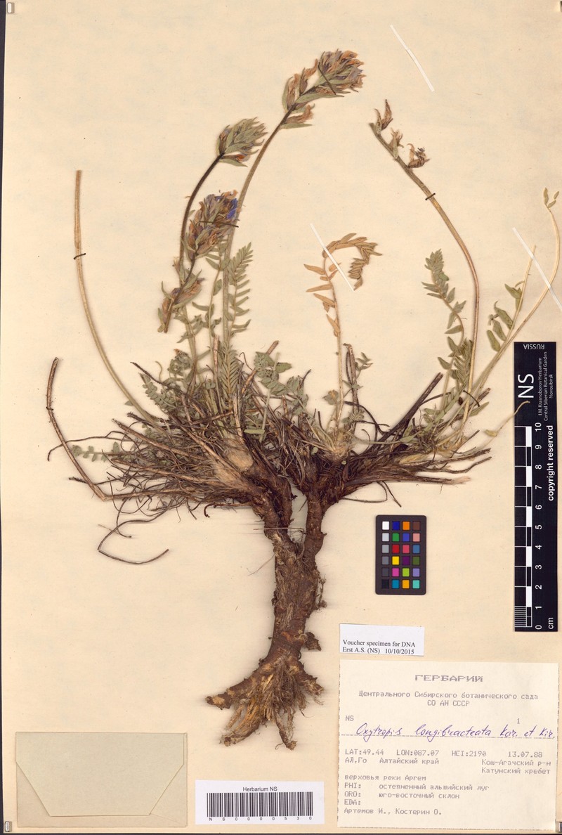 Oxytropis longibracteata photo 2