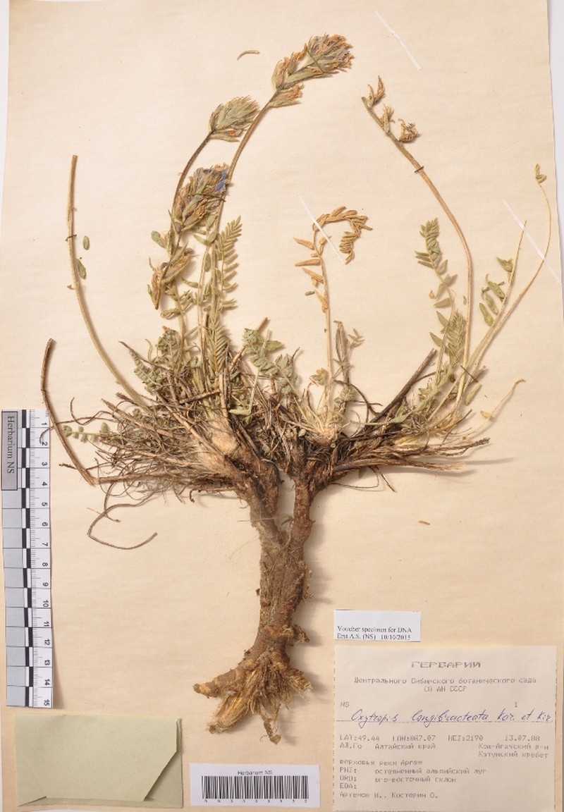 Oxytropis longibracteata photo 3