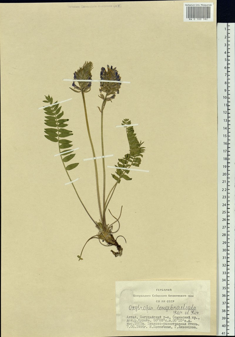 Oxytropis longibracteata photo 4